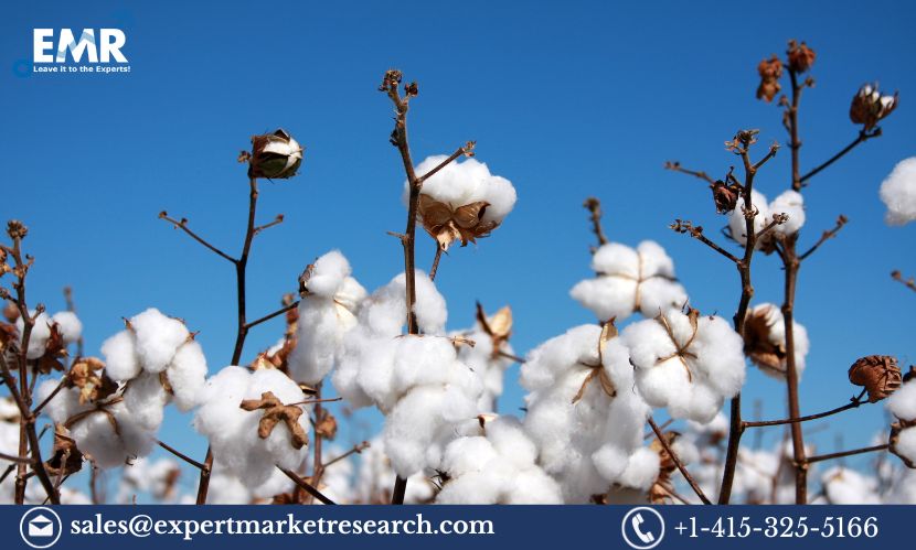 Africa Cotton Market