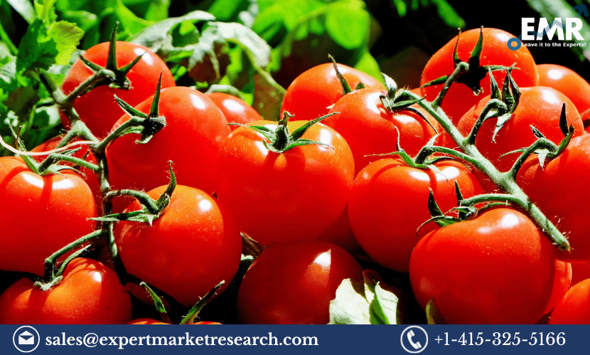 North America Tomato Market
